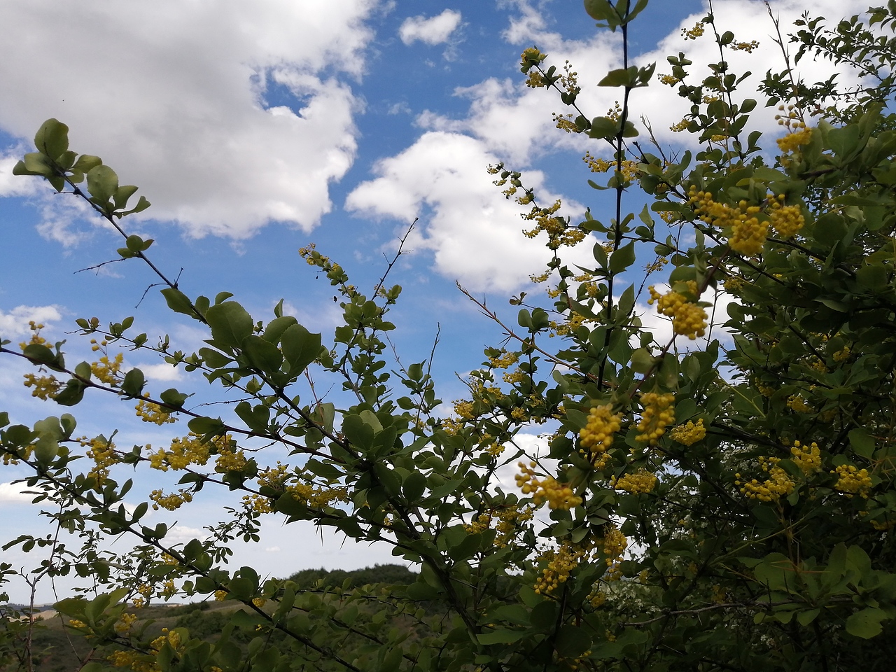 神奇的大自然的产物