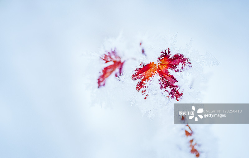 香韌葵的個(gè)人主頁(yè)（封面預(yù)覽） - 主頁(yè)封面設(shè)置 - 站酷設(shè)計(jì)師香韌葵原創(chuàng)素材 - 站酷ZCOOL