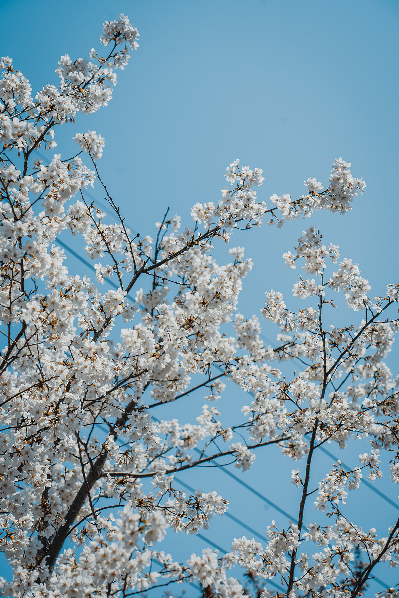 清明前最后的晚樱（图ZMzM2MDMzMjcy） - 人像摄影 - 站酷设计师EddardStark原创素材 - 站酷ZCOOL