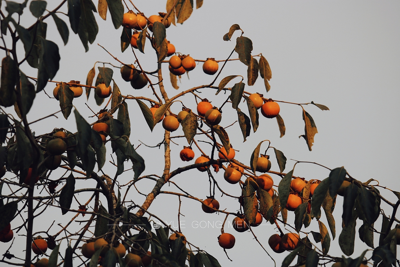 【生活随拍】情有独钟——柿子（图ZMjc1MDMyMjQ4） - 环境/建筑摄影 - 站酷设计师白夜摄影原创素材 - 站酷ZCOOL