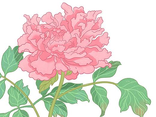 最近的中草药植物插画~ 