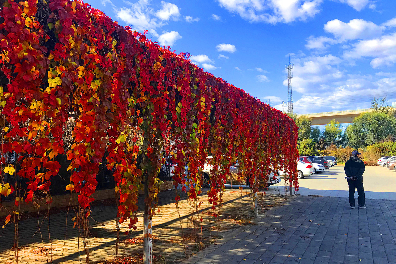 刘勇良手机纪实摄影:北京环保天然停车场