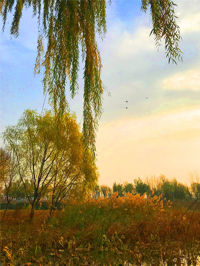 刘勇良手机纪实摄影:北京初冬的早晨