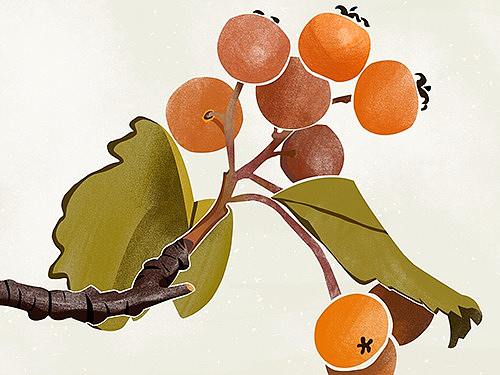 民俗装饰画（个人主页-ZMjcyODYwMzY=） - 商业插画 - 站酷设计师momua原创素材 - 站酷ZCOOL