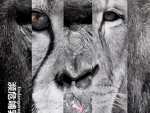 公益海报-关爱哺乳动物