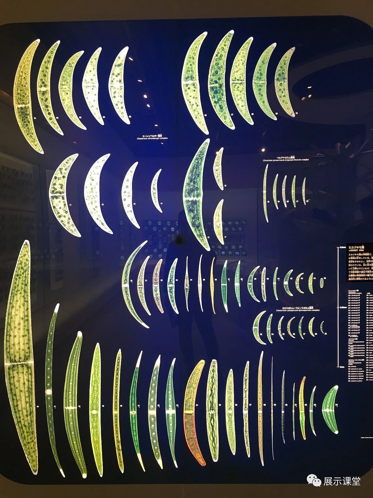 日本国立科学博物馆（图ZMjcxOTU1MDM2） - 展陈设计 - 站酷设计师展示课堂原创素材 - 站酷ZCOOL