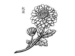 中药插画