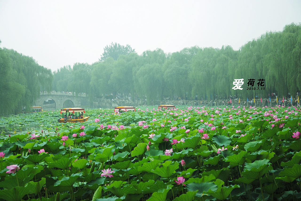 爱。荷花，（图ZMTI3ODA4MA==） - 风光摄影 - 站酷设计师Only_two原创素材 - 站酷ZCOOL