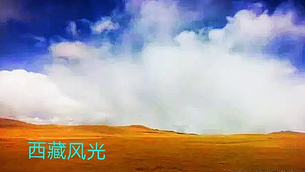 西藏的美云占了一半