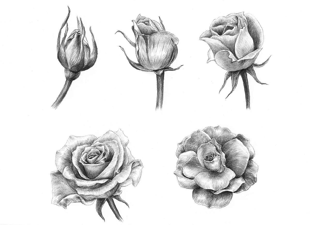 画画过程·素描·一朵玫瑰花的诞生 - 知乎