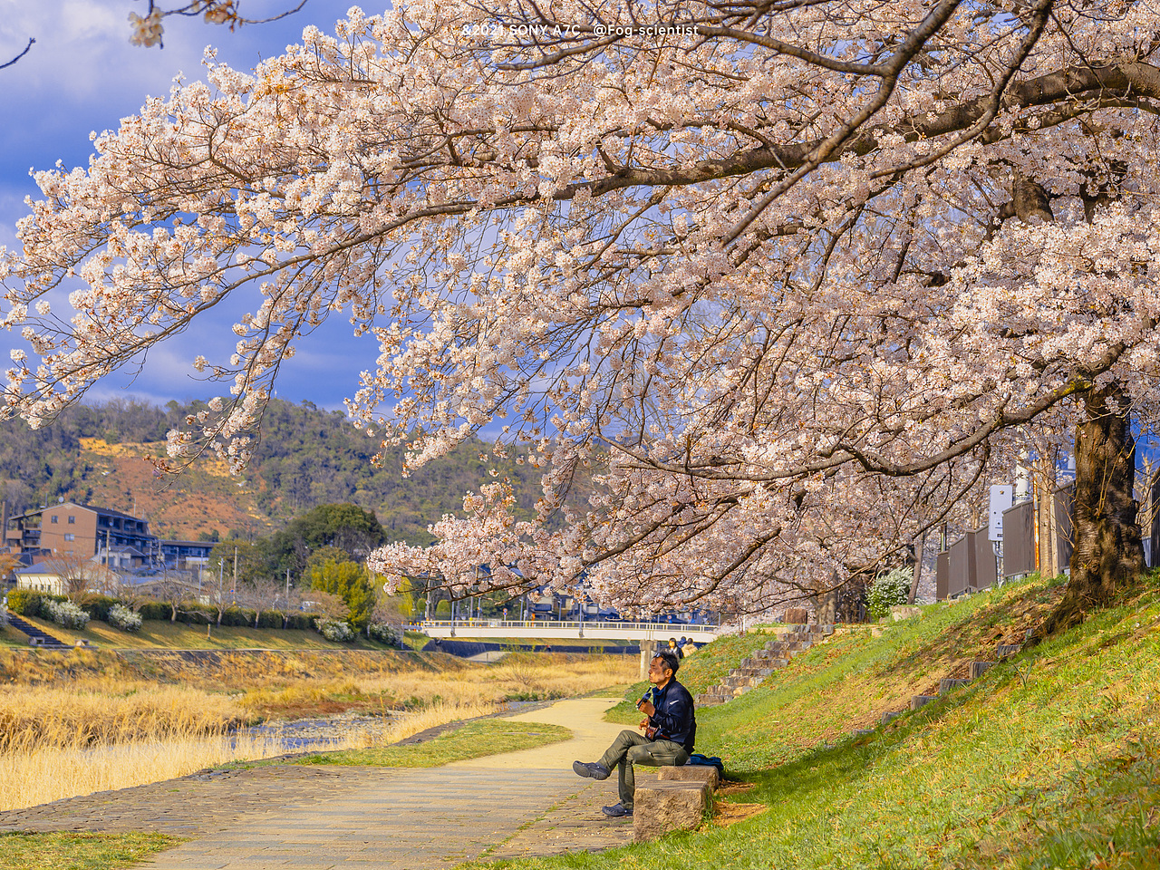 鸭川樱花季 | photo | 雾里学家scientis | 18