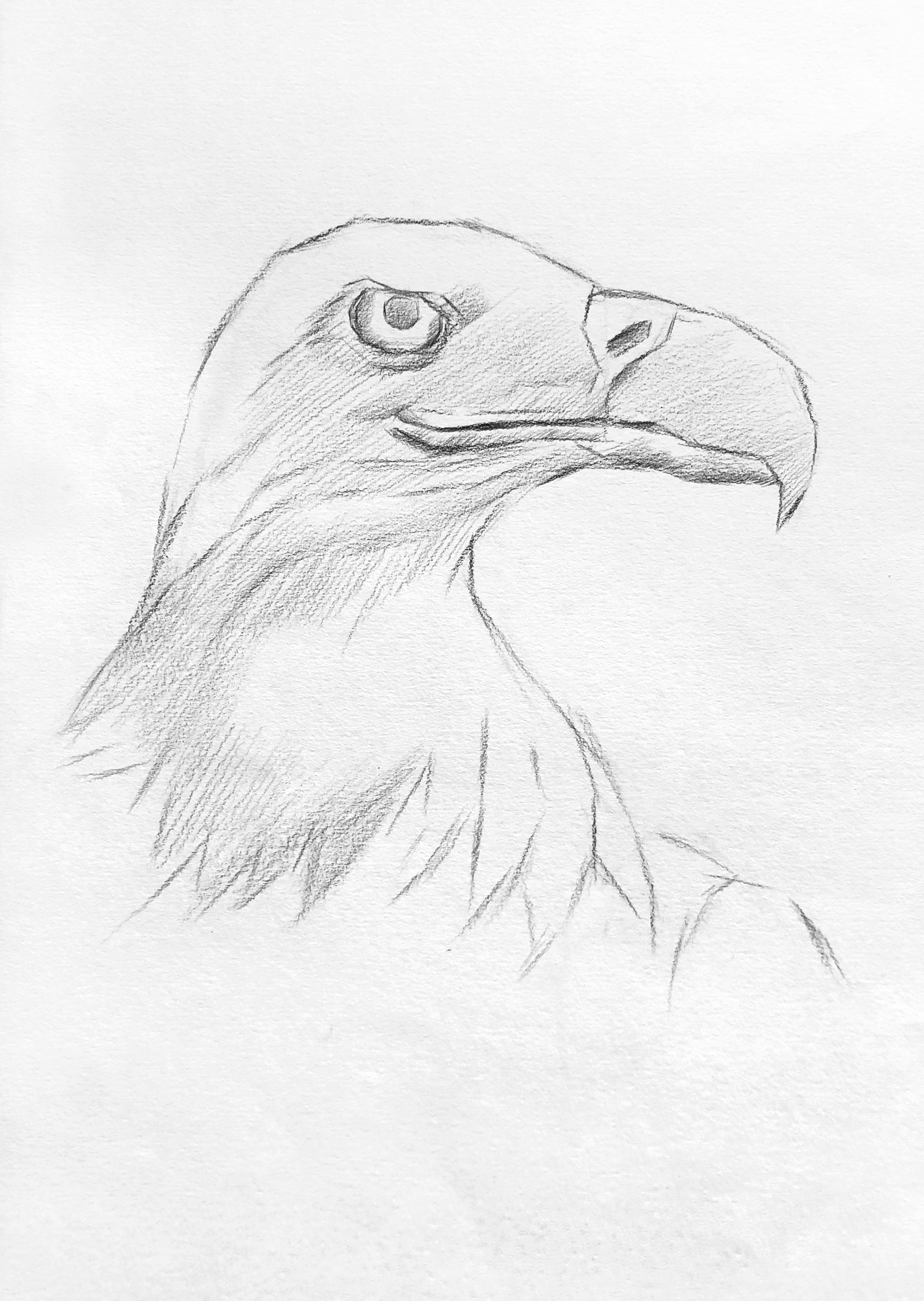 老鹰的素描画法图片