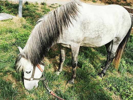 小马🐴（个人主页-ZNTM5MTcwMjA=） - 人文/纪实摄影 - 站酷设计师princess20原创素材 - 站酷ZCOOL