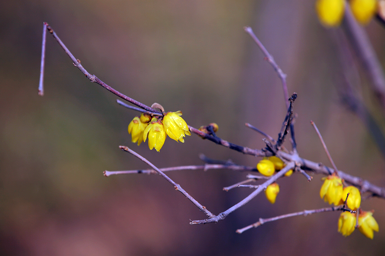 梅——古城腊梅（图ZNjg2MDk5OTY=） - 风光摄影 - 站酷设计师木鱼说原创素材 - 站酷ZCOOL