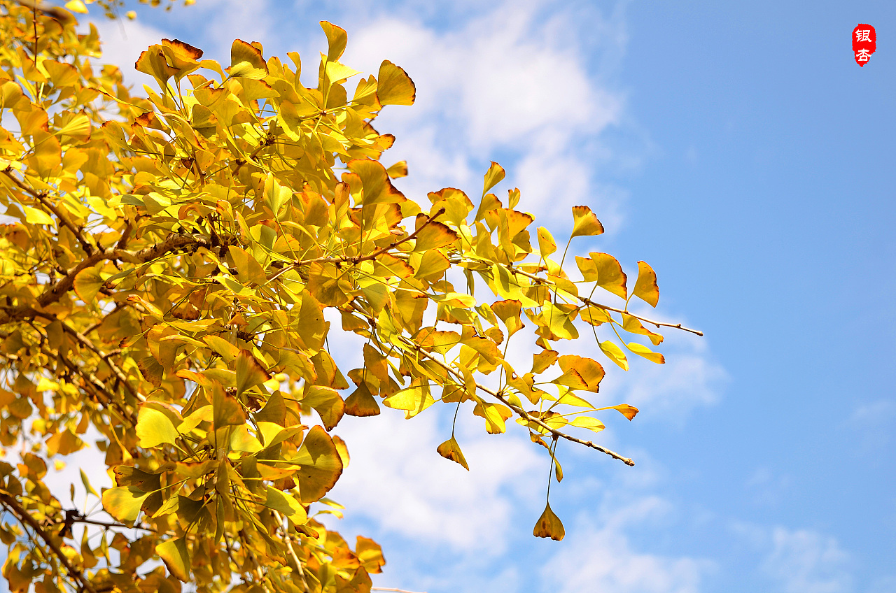秋天的银杏树风景图片高清手机壁纸_手机壁纸_mm4000图片大全
