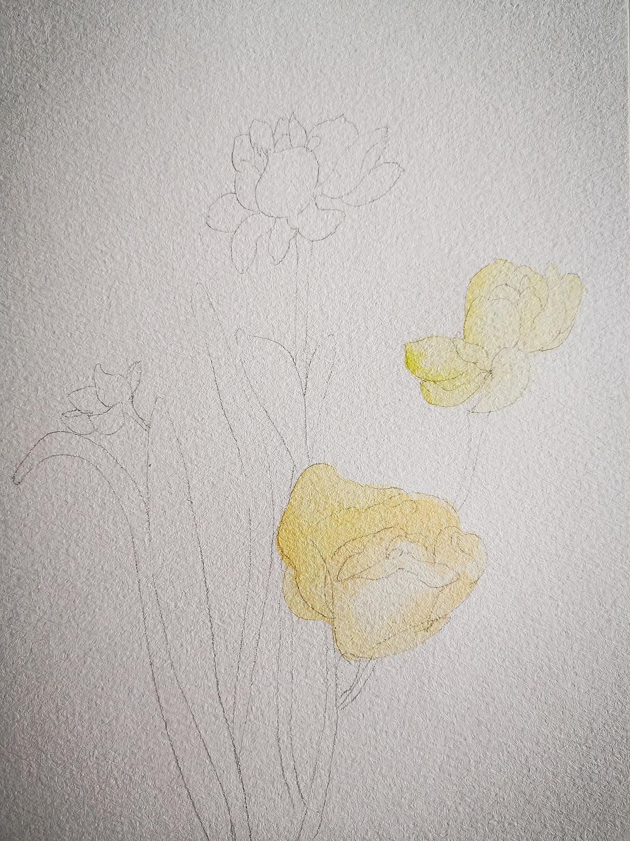 水彩花卉——水仙花练习过程图