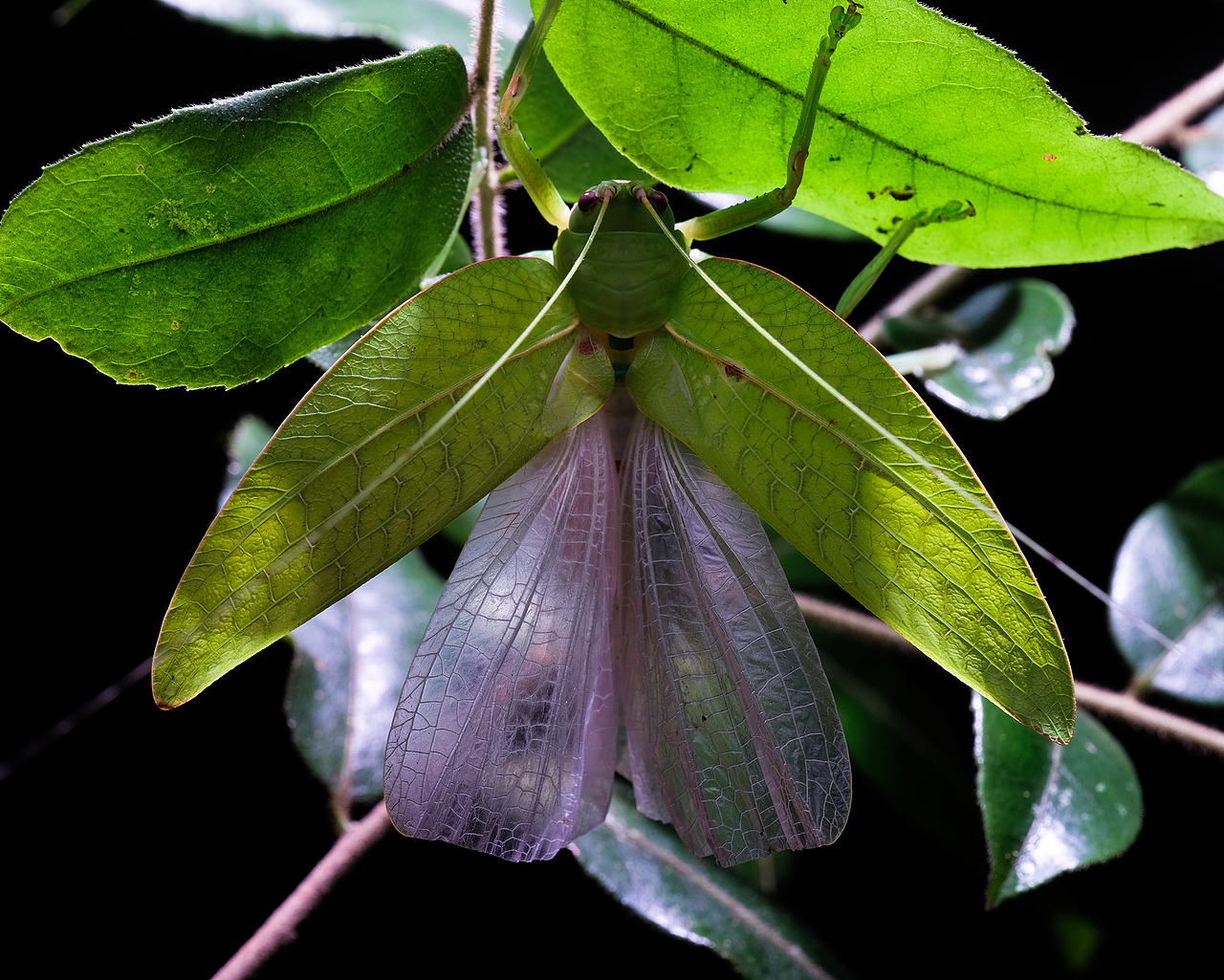 昆虫游记让我们再游一圈丛林看看大自然的小精灵