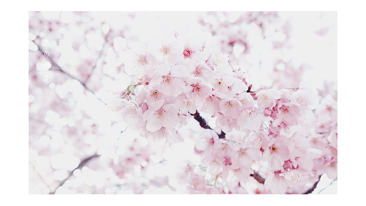 東京の櫻花，爛漫的年華（圖ZMTA5NTA3NzA0） - 風光攝影 - 站酷設計師Miss_Mo原創(chuàng)素材 - 站酷ZCOOL