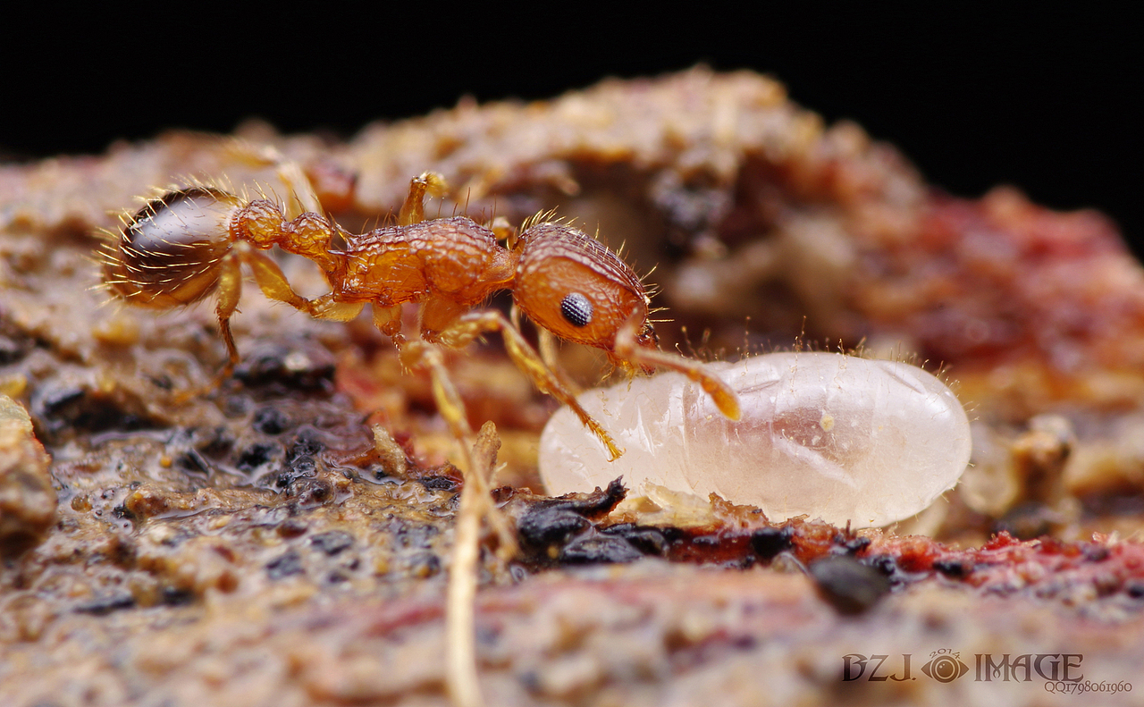 微距最小的蚂蚁,,,,切叶蚁.