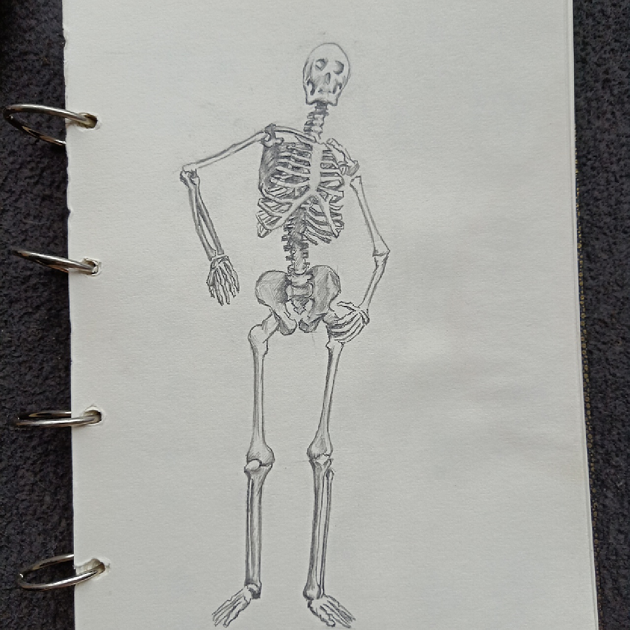 Skeleton and bones vector set 122295 Vector Art at Vecteezy