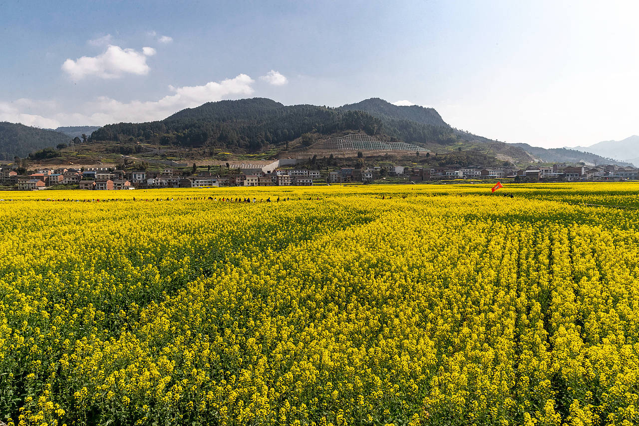重庆南川：踏青赏花享春光（图ZMTQ3NjU3NjQ0） - 人文/纪实摄影 - 站酷设计师qmb1119原创素材 - 站酷ZCOOL