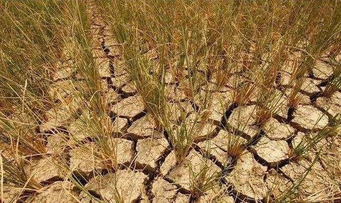 向严龙论:农村旱改田是乡村振兴建设的战略大事