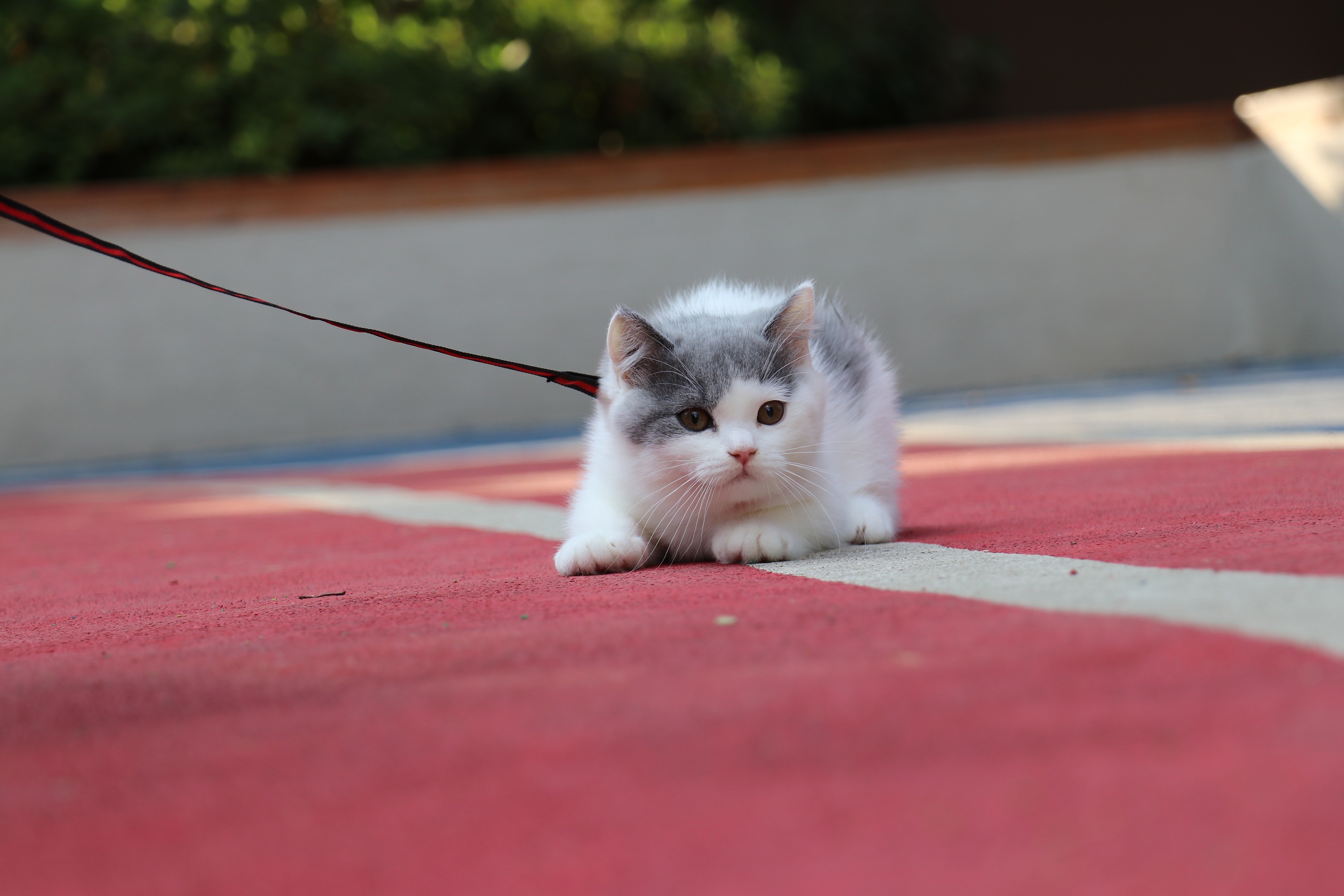 193-英短蓝白母红色脖圈 英短猫原创高清照片 蓝白英短