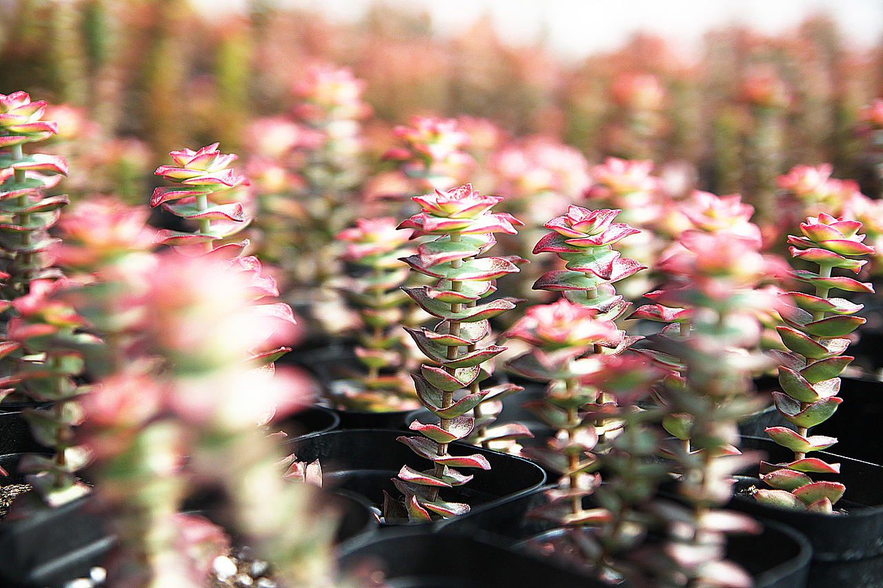 多肉的世界（图ZNzU2MjY0MTY=） - 产品摄影 - 站酷设计师偷腥猫儿原创素材 - 站酷ZCOOL