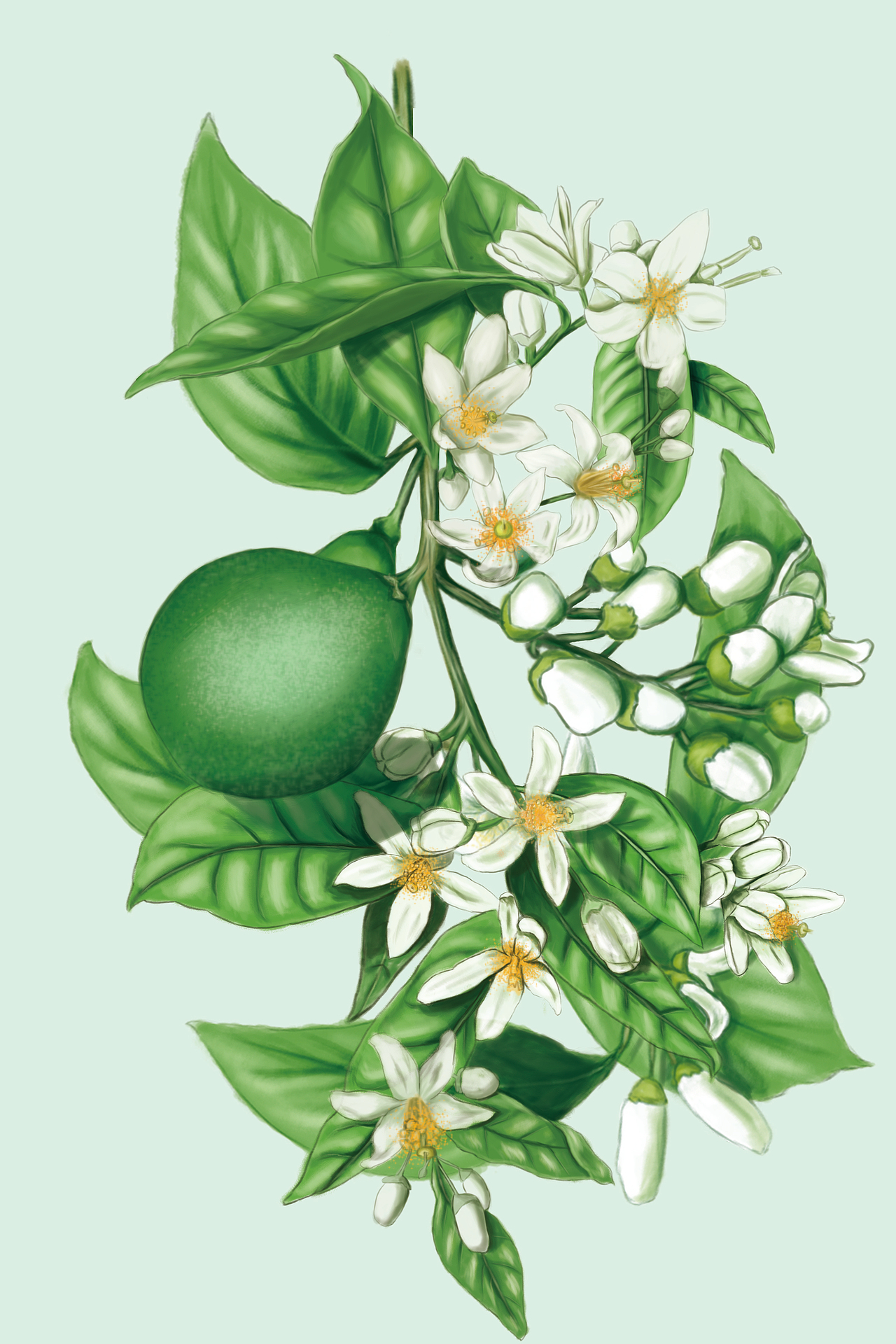 百花寻蜂蜜插画作品（图ZMTY3NjQ5MTI0） - 商业插画 - 站酷设计师茯苓首丘原创素材 - 站酷ZCOOL