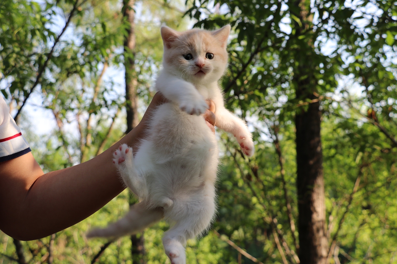 双血统英短\0508英短乳白梵公-熊二-27day450g