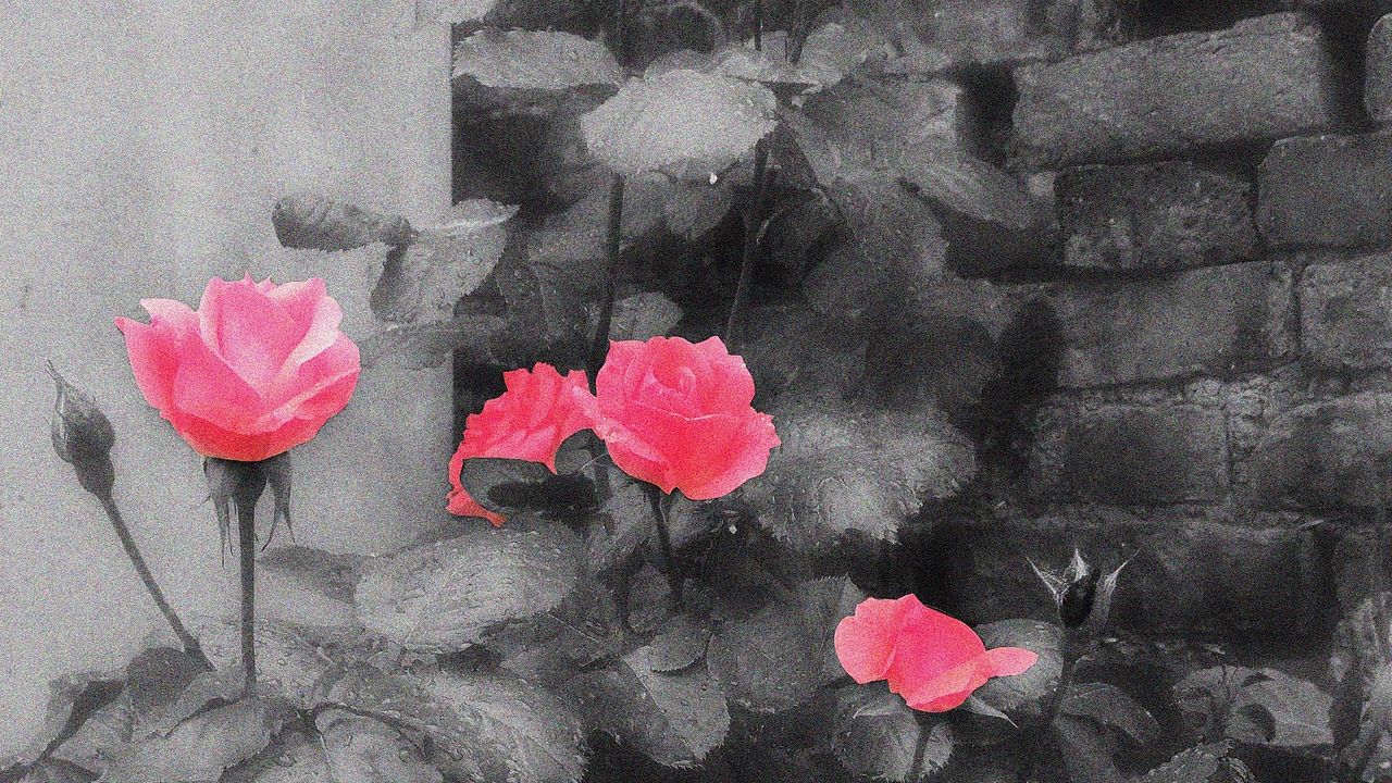 玫瑰花（图ZMjI4NjM3MDQ4） - 人文/纪实摄影 - 站酷设计师勾冷冷原创素材 - 站酷ZCOOL