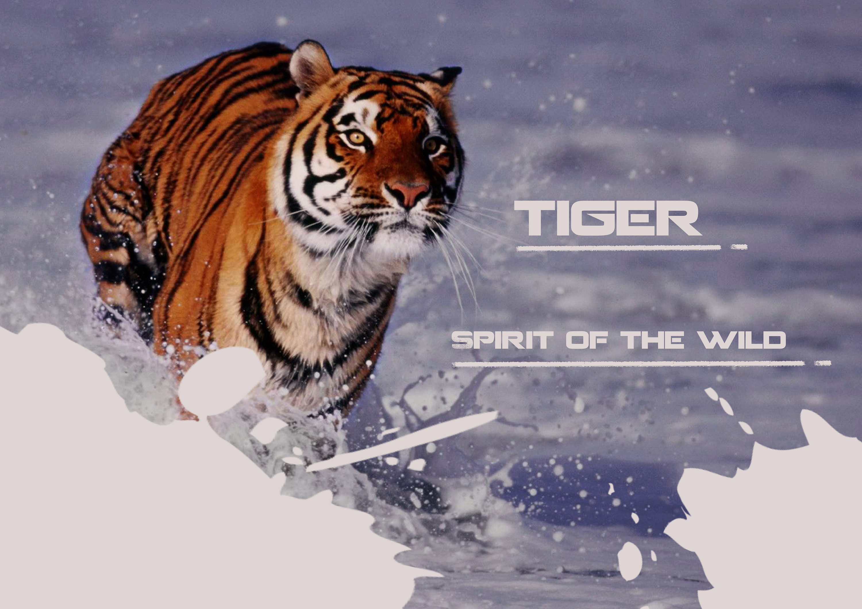 关于老虎的英语海报图片