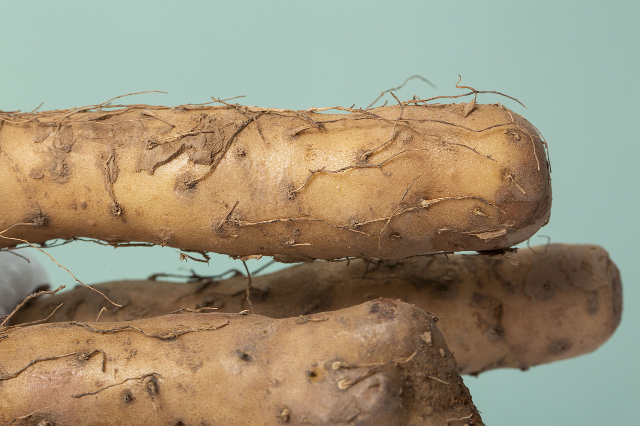 温县铁棍山药（图ZMjMyMTEwNDky） - 产品摄影 - 站酷设计师有间图片社原创素材 - 站酷ZCOOL