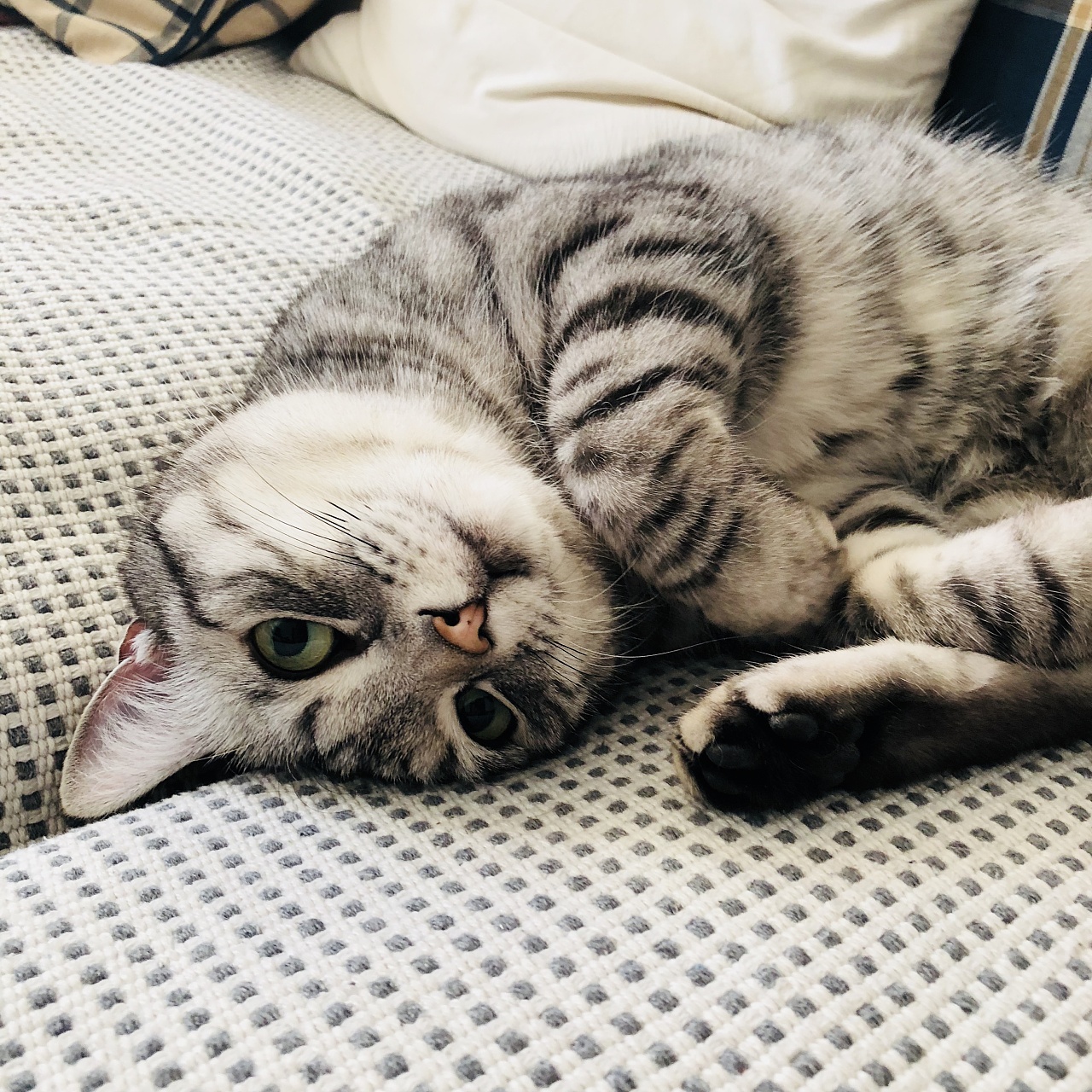 猫奴偷拍的主子们