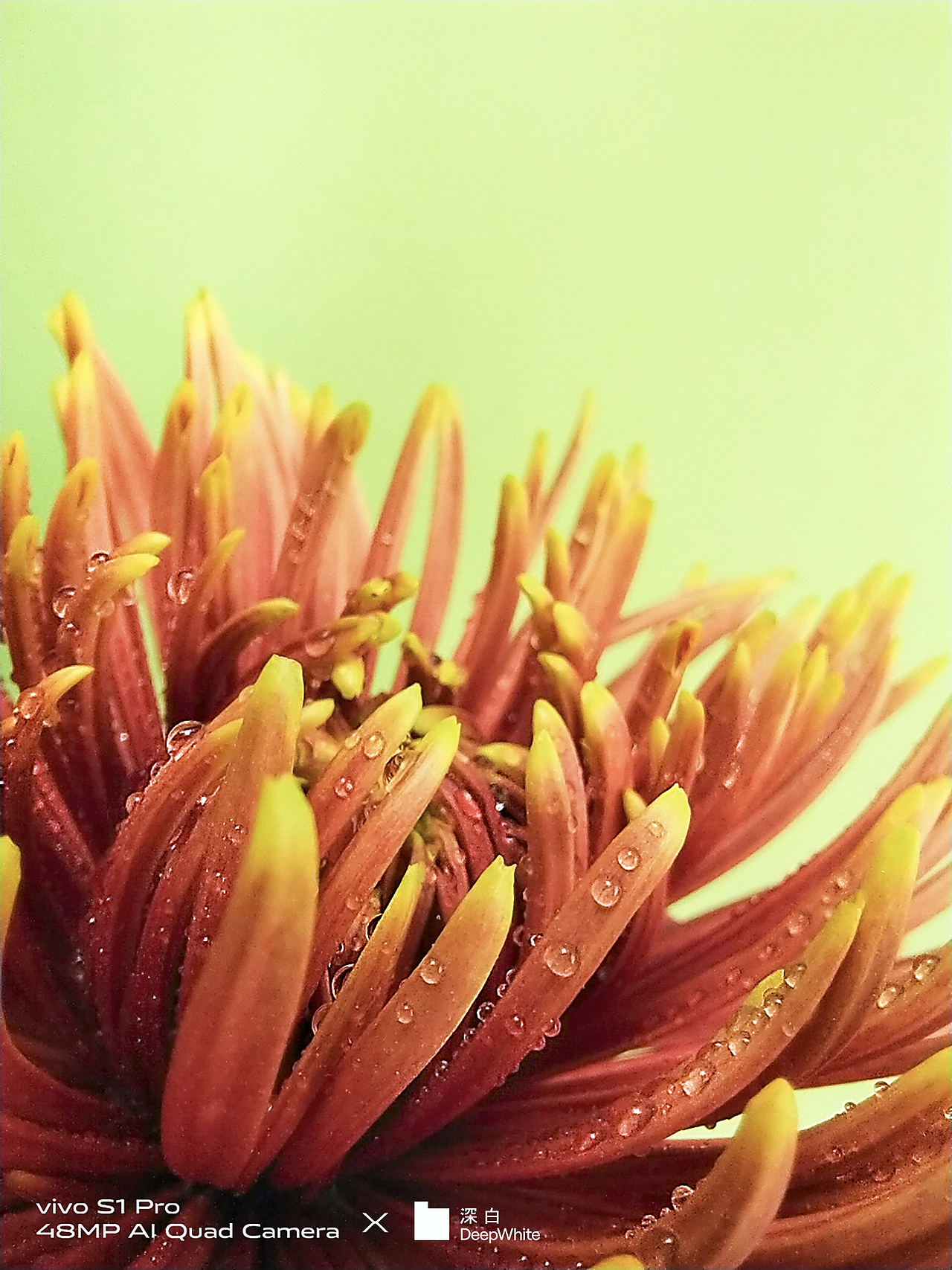 手机样张摄影|vivo S1 Pro ✖️ 深白DeepWhite