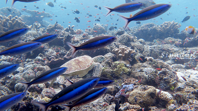 海底奇遇记——仙本那（图ZNTMxNjg5NTI=） - 风光摄影 - 站酷设计师晓若xiaoruo原创素材 - 站酷ZCOOL