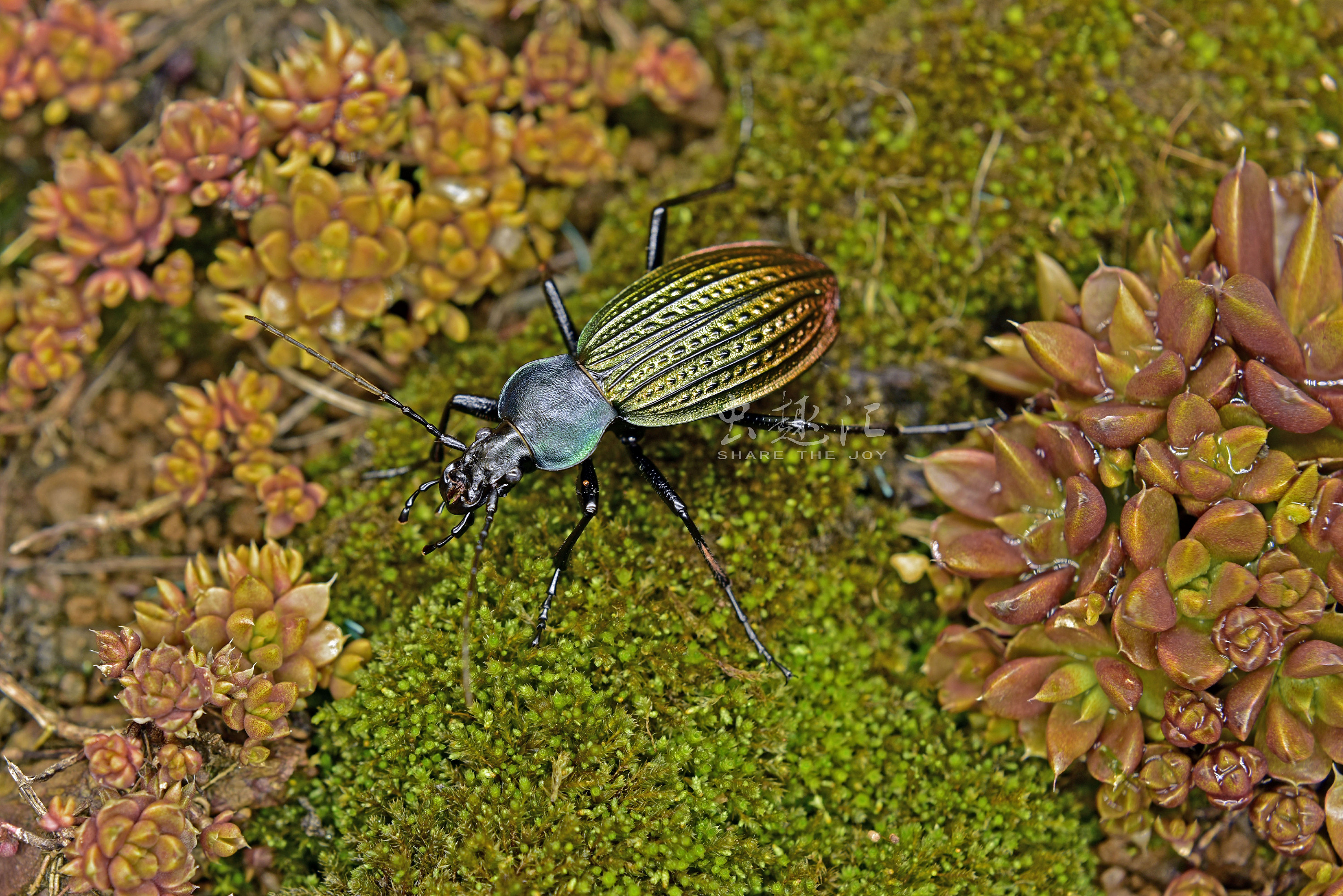 散落林间的艺术品——硕步甲|摄影|风光摄影|i虫趣