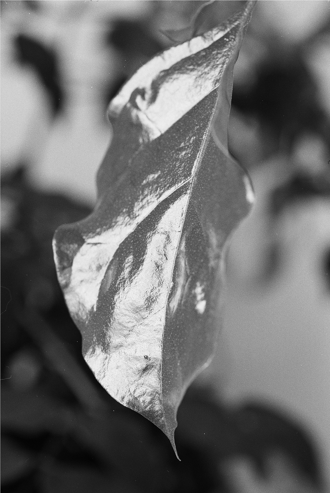 植物 - 胶片摄影(彩色为数码)