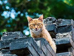 嘿！你丫瞅啥？！