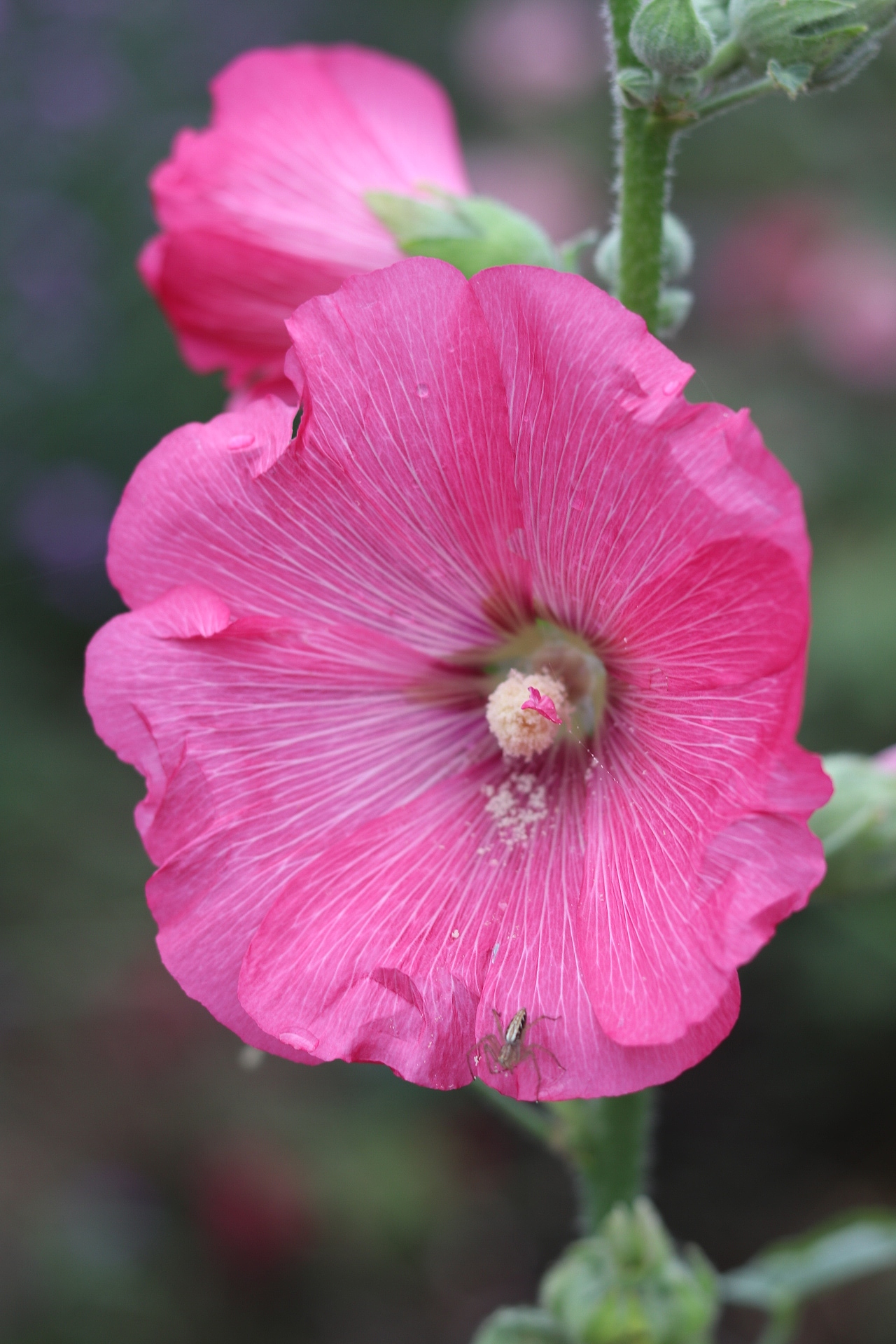 花海（图ZMTMzMjE0NzA0） - 风光摄影 - 站酷设计师梦醒时分sr原创素材 - 站酷ZCOOL