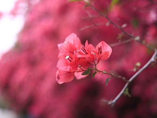 花雨