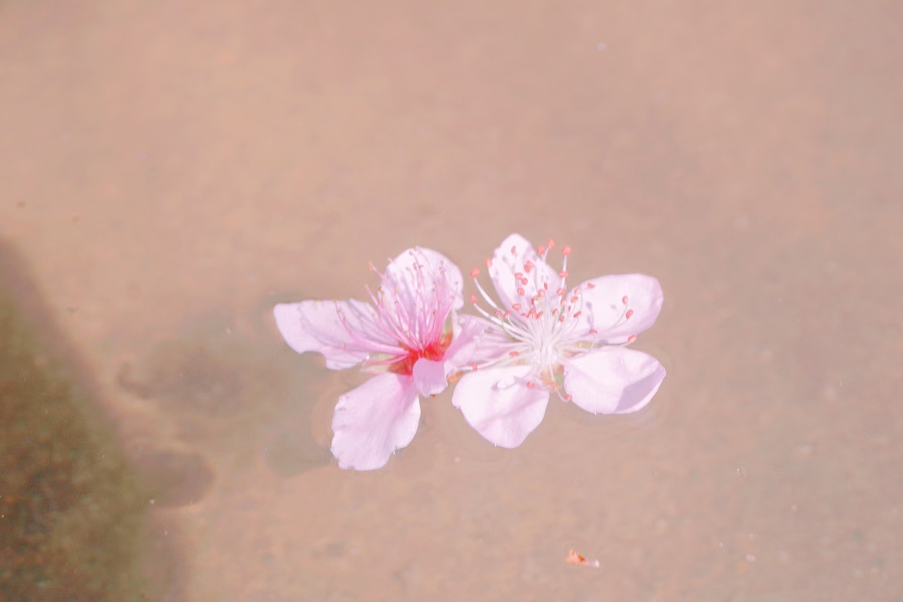 桃（图ZMjkwODk4Mjg0） - 风光摄影 - 站酷设计师狐丶悲原创素材 - 站酷ZCOOL