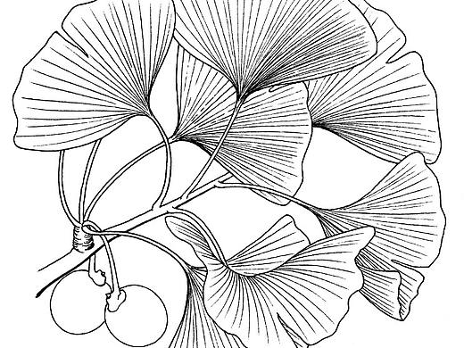 銀杏-Chinese Plant Names Index封面作品（個(gè)人主頁(yè)-ZMzc5MTc0NDA=） - 繪畫(huà) - 站酷設(shè)計(jì)師尋山追水原創(chuàng)素材 - 站酷ZCOOL