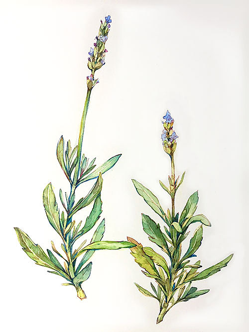 一些水彩植物（图ZMzM3NzUwNzY=） - 创作习作 - 站酷设计师一点张原创素材 - 站酷ZCOOL