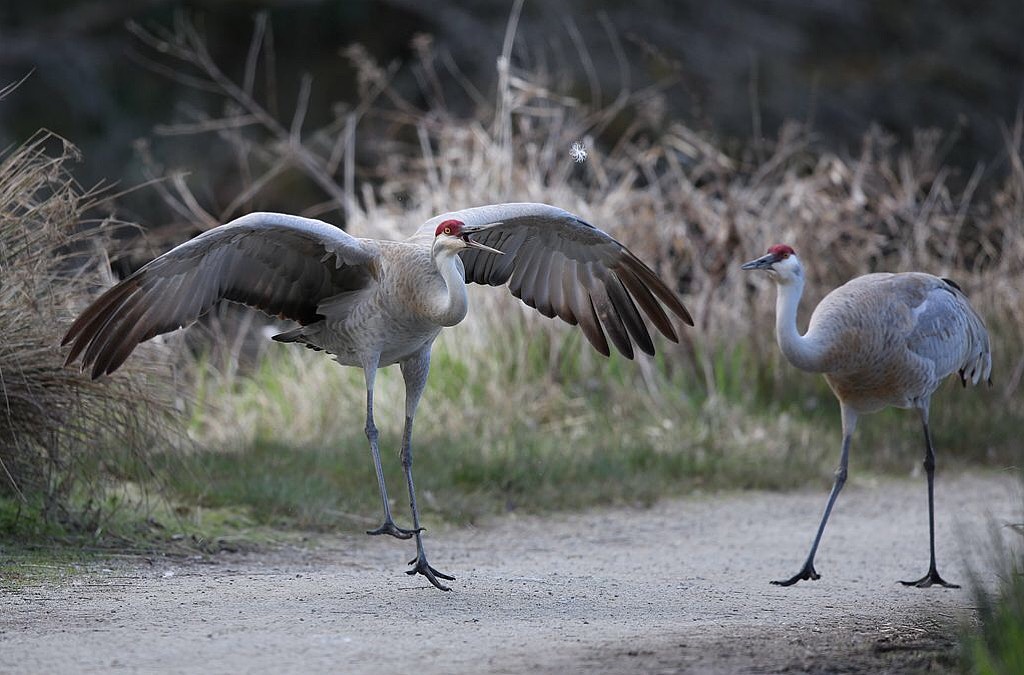 鹤氅如烟羽扇风赋情芳草绿阴中