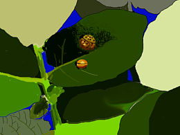 十幾個(gè)星瓢蟲(chóng)