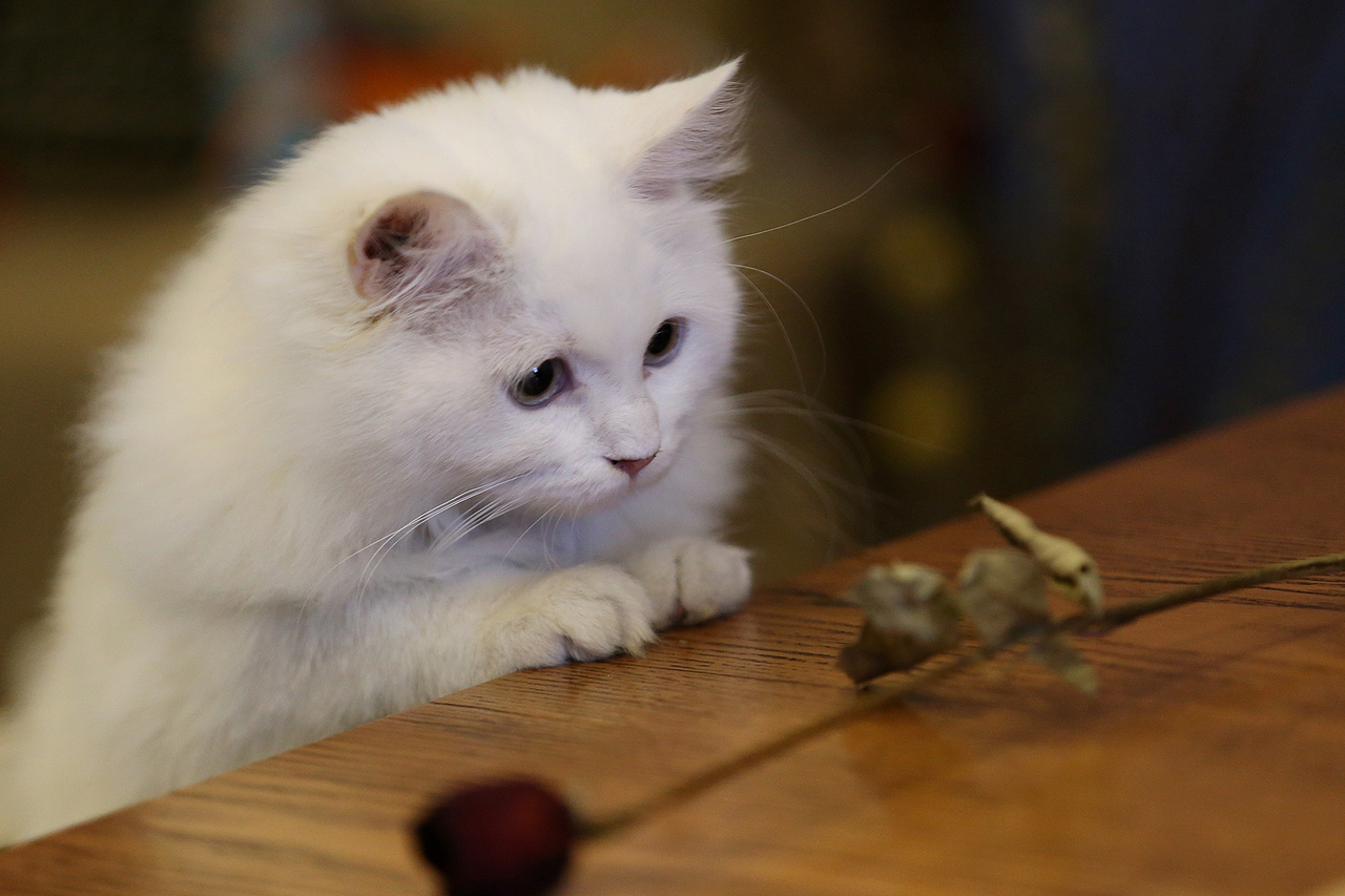 喵喵（图ZNTEwMzM2MDA=） - 宠物摄影 - 站酷设计师l784028626原创素材 - 站酷ZCOOL