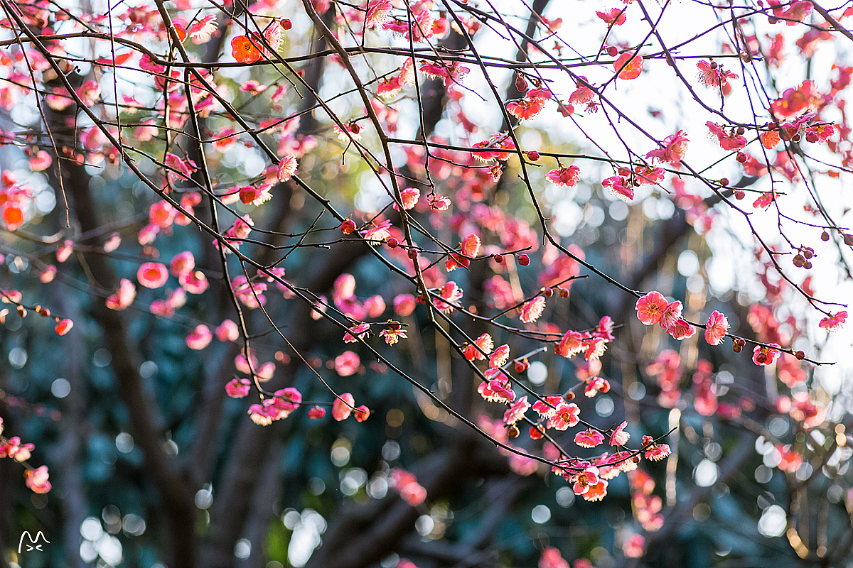 江南无所有，聊寄一枝春（图ZNzE2MDk4OTY=） - 风光摄影 - 站酷设计师喵呜不停原创素材 - 站酷ZCOOL