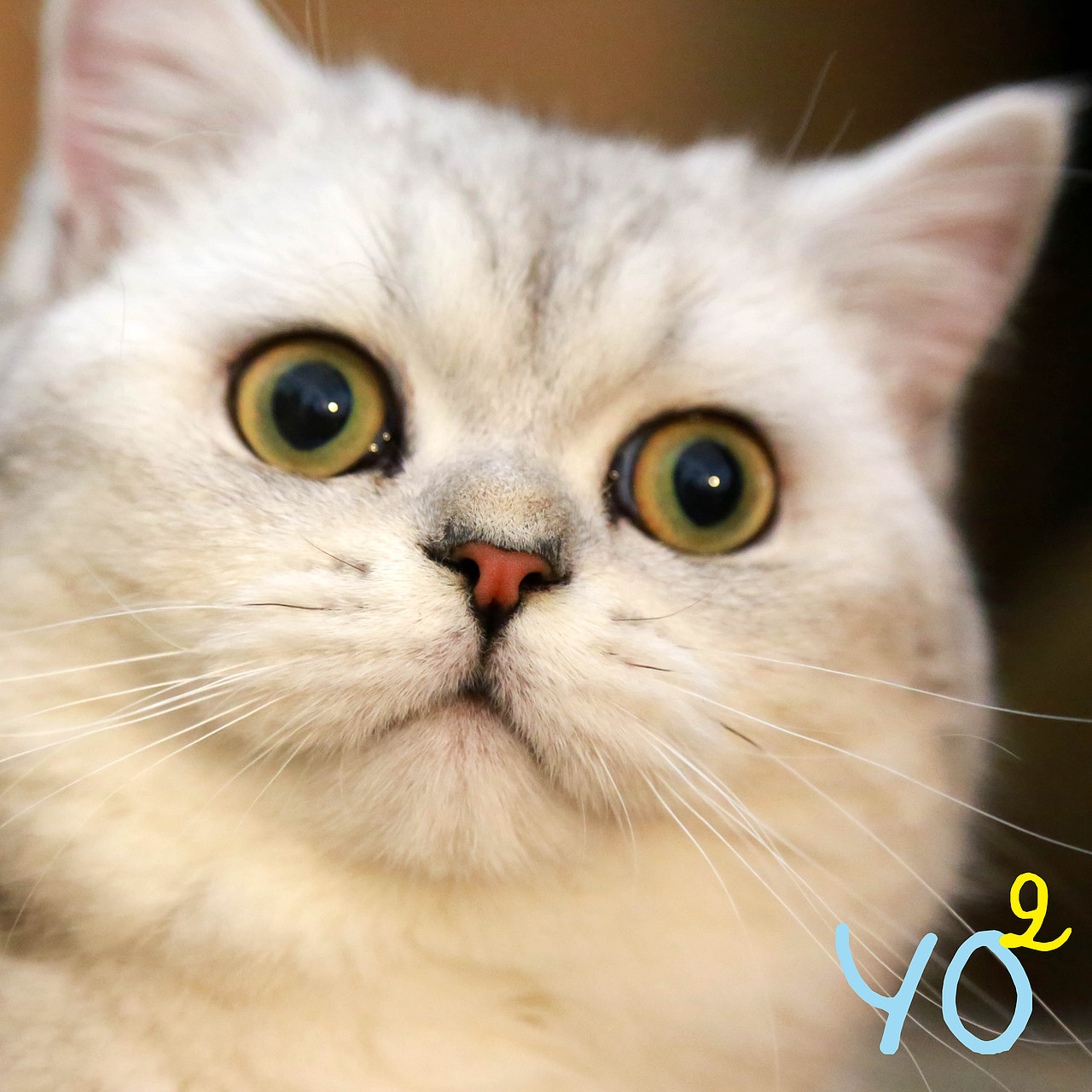 我家的猪猫柚柚（图ZMjU2NzE2ODA=） - 宠物摄影 - 站酷设计师Nico7777原创素材 - 站酷ZCOOL