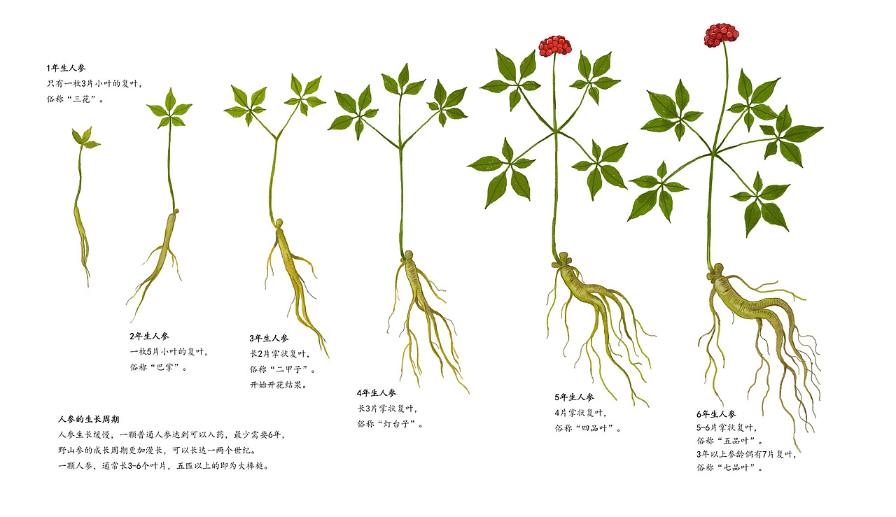 长白山采参习俗插画.2.